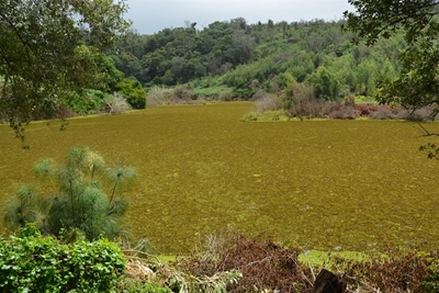 Concern over Kariba weed in dam