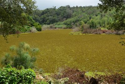 Concern over Kariba weed in dam
