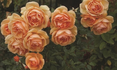 Autumn rose parade