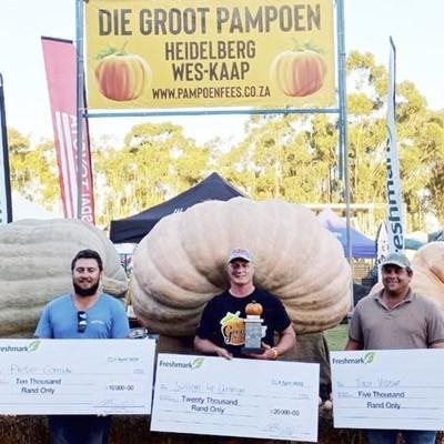 R900 pampoensade produseer reuse pampoene