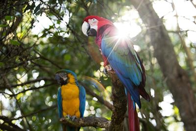 Animal sanctuaries hit hard by lockdown