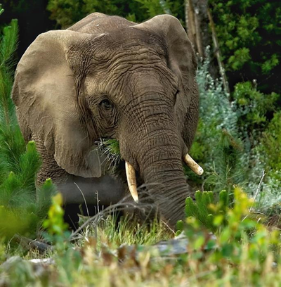 Oupoot to stay solo?