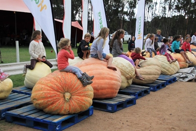 It's Giant Pumpkin time again