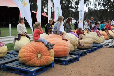 It's Giant Pumpkin time again