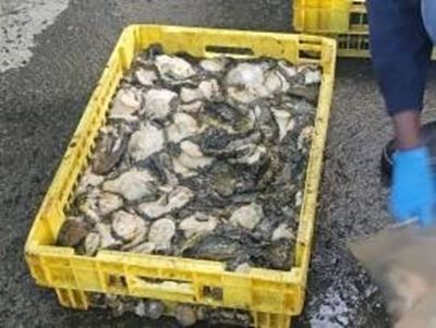 Minister to finalise abalone fishing appeals by end of October