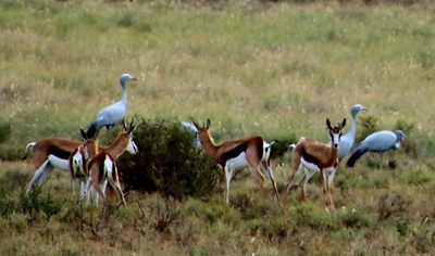 Symbolic meeting in the Karoo