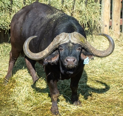 Don't miss Kirkwood Wildsfees auction