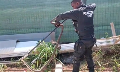 Black mamba safely removed from North Coast construction site