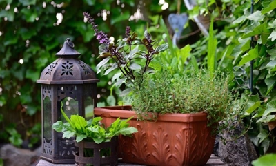 Grow your own herbs