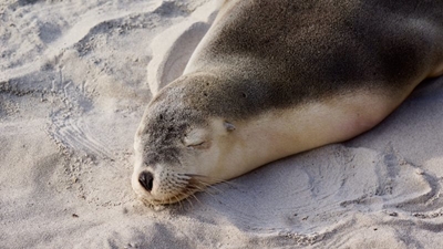Cape fur seal yearlings resting on our beaches