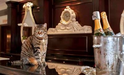 Umhlanga’s celebrity cat Skabenga dies at 19