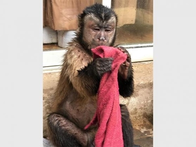 Escaped Capuchin monkey wanders the streets of Alberton