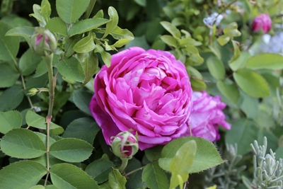 Tuine blom betyds vir Karoo-Tuindag
