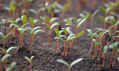 Direct sow, direct grow…what could be easier