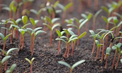 Direct sow, direct grow…what could be easier