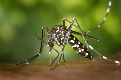 Covid-19 round-up: NICD warns that Malaria cases are being misdiagnosed