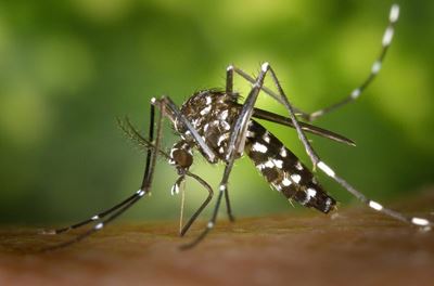 Covid-19 round-up: NICD warns that Malaria cases are being misdiagnosed