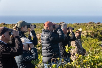 Bitou Birding Festival soars to great heights
