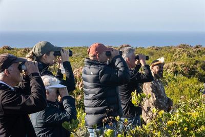 Bitou Birding Festival soars to great heights