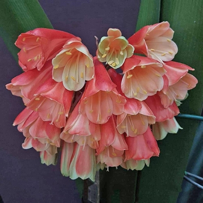 Clivia-interspesieskou weer vanjaar op 6 Augustus