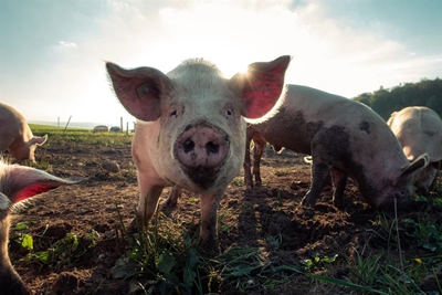 Authorities cautiously positive about swine fever