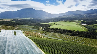Iconic Blue Mountain Berries on the market