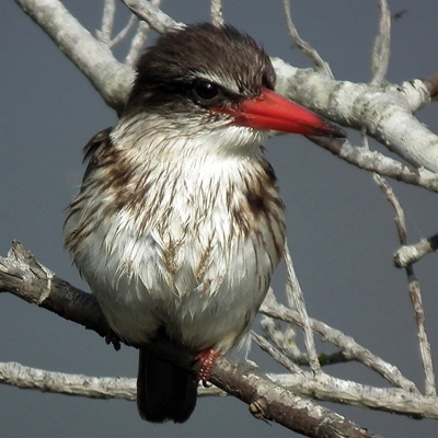 BioBlitz starts on Friday