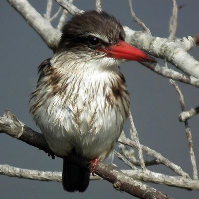 BioBlitz starts on Friday