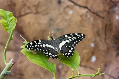 Visit butterfly sanctuary with Wessa Eden