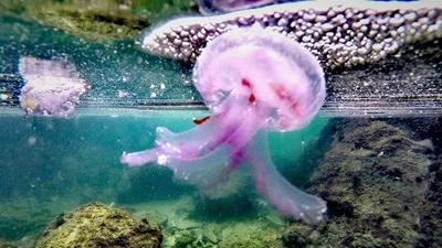 Jellyfish in the bay