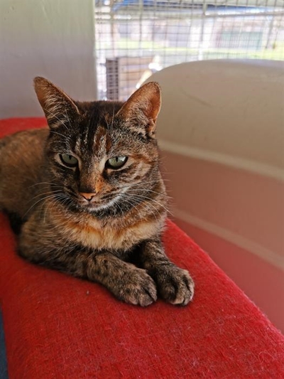 Cats and dogs at the SPCA