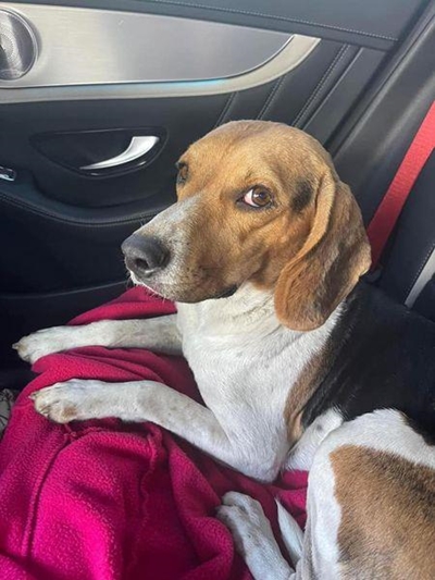 Beagle-cross picked up on the Outeniqua Pass