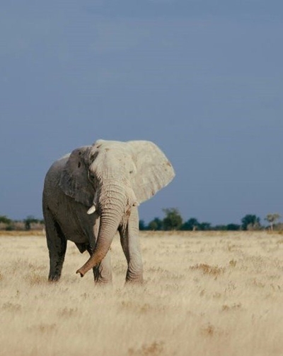 Huis Stilbaai se witolifanttafel