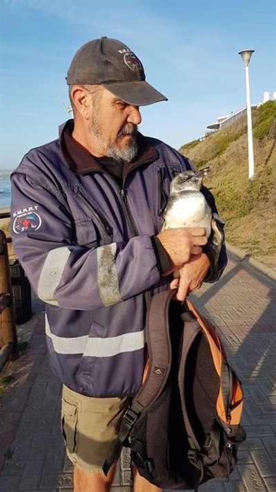 Look out for African penguins