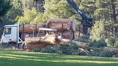 Residents angered as giant gums fall