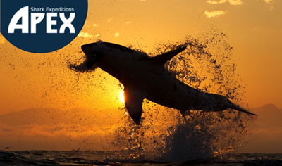 Great white sharks’ insights revealed