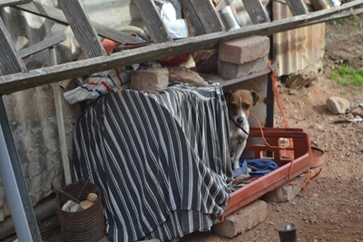Vrywilligers help diere in De Rust