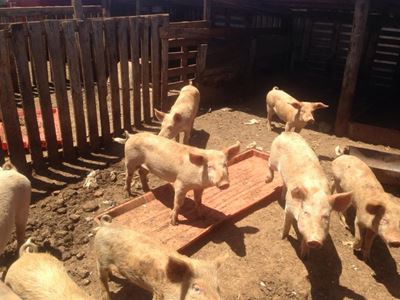 First ever African swine fever in George