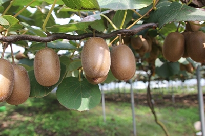 Kiwifruit: South Africa’s golden opportunity