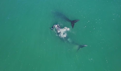 Kissed by a whale