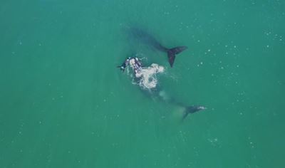 Kissed by a whale