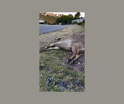 Antelope hit by vehicle in Dana Bay yesterday evening