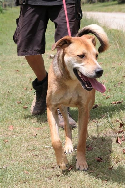 Dogs for adoption at Odin