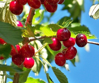 Finding cherry leaf spot-resistant varieties