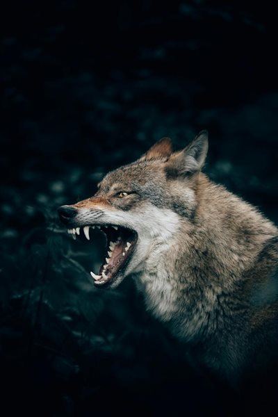 What everyone should know about animal bites