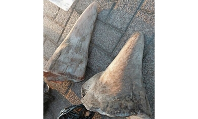 K9 Unit makes R8m rhino horn bust on N4 in Middelburg