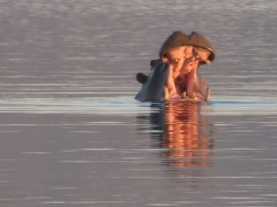 Wandering hippo spotted in Hartbeespoort Dam
