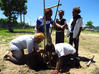 Join the drive to regreen Knysna