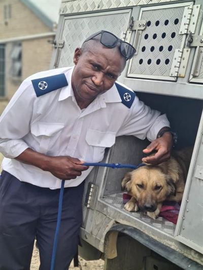 Dogs find safety after fire