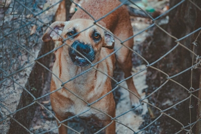 What causes a dog to become aggressive